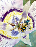 Mariposa Lily Nap